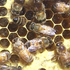 Honey bees at work