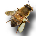 Honey bee
