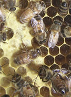 honey bees