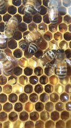 bees and honeycomb