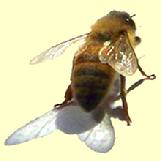 honey bee