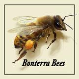 honey bee with pollen